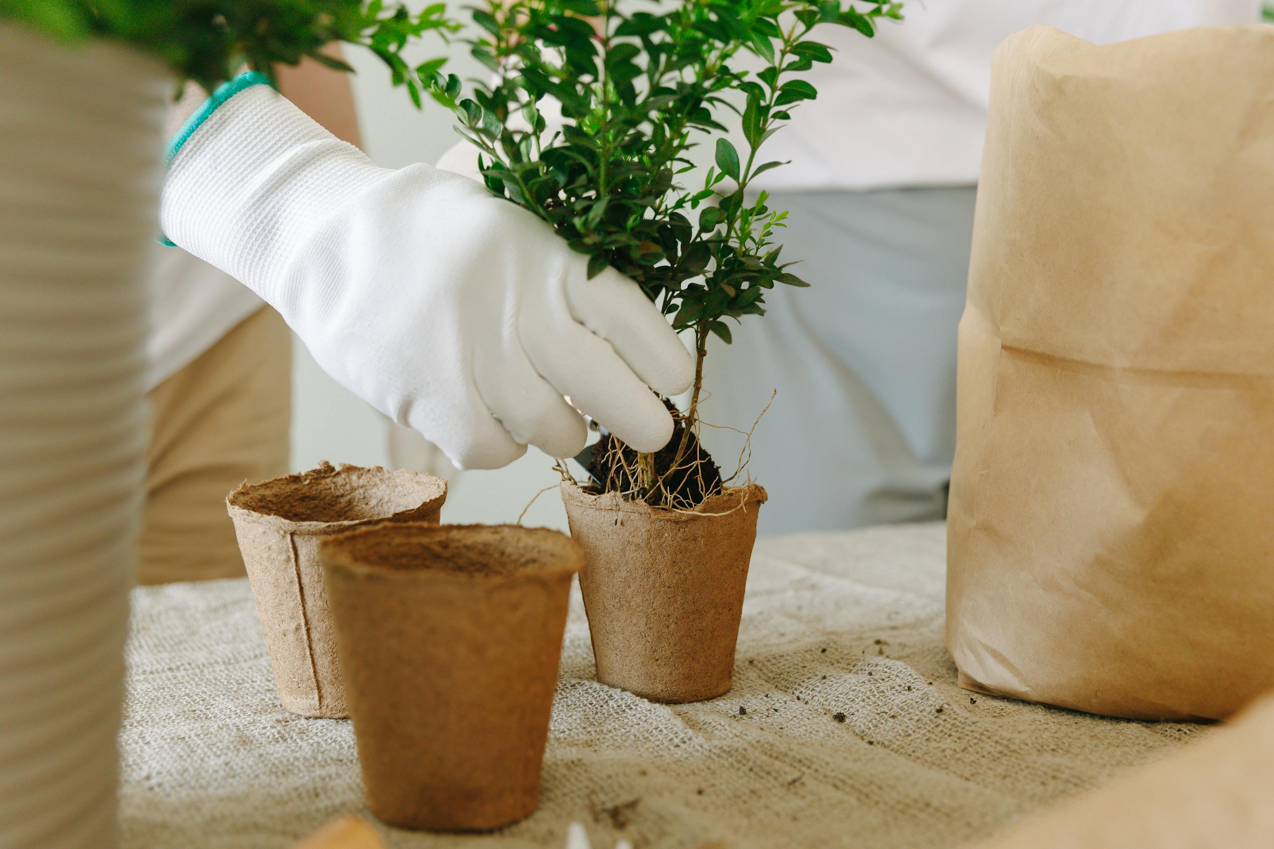 Close-up of a gardener planting a green plant in biodegradable pots using gloves.